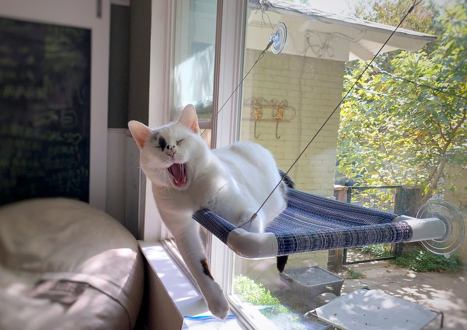 cat window hammock